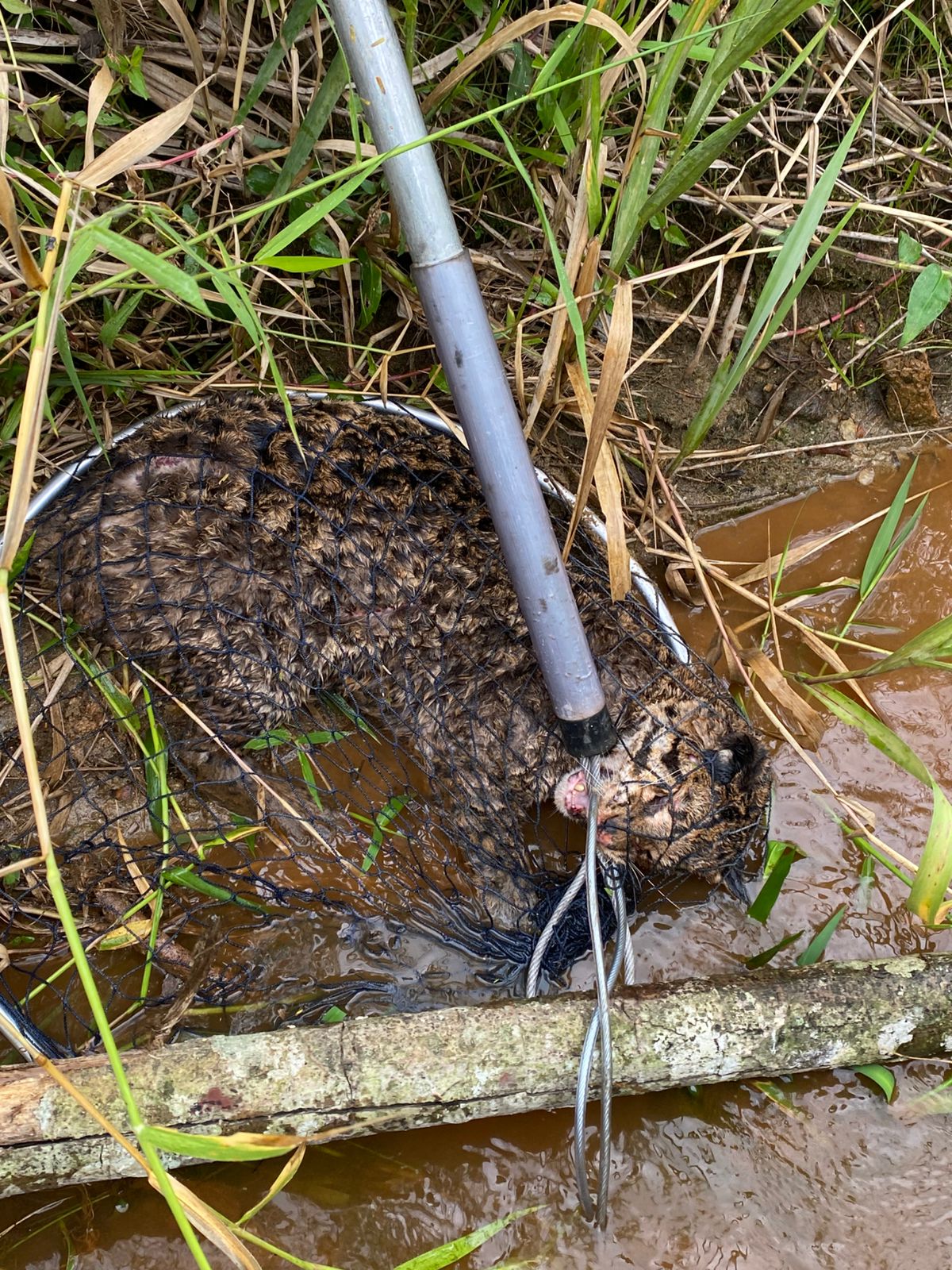 Jaguatirica atropelada é resgatada após buscas com drone térmico