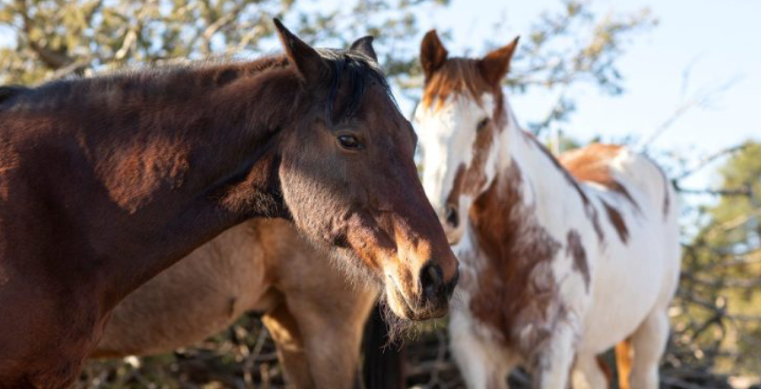 SEBEAL publica edital e inicia adoção de cavalos e outros animais de grande porte