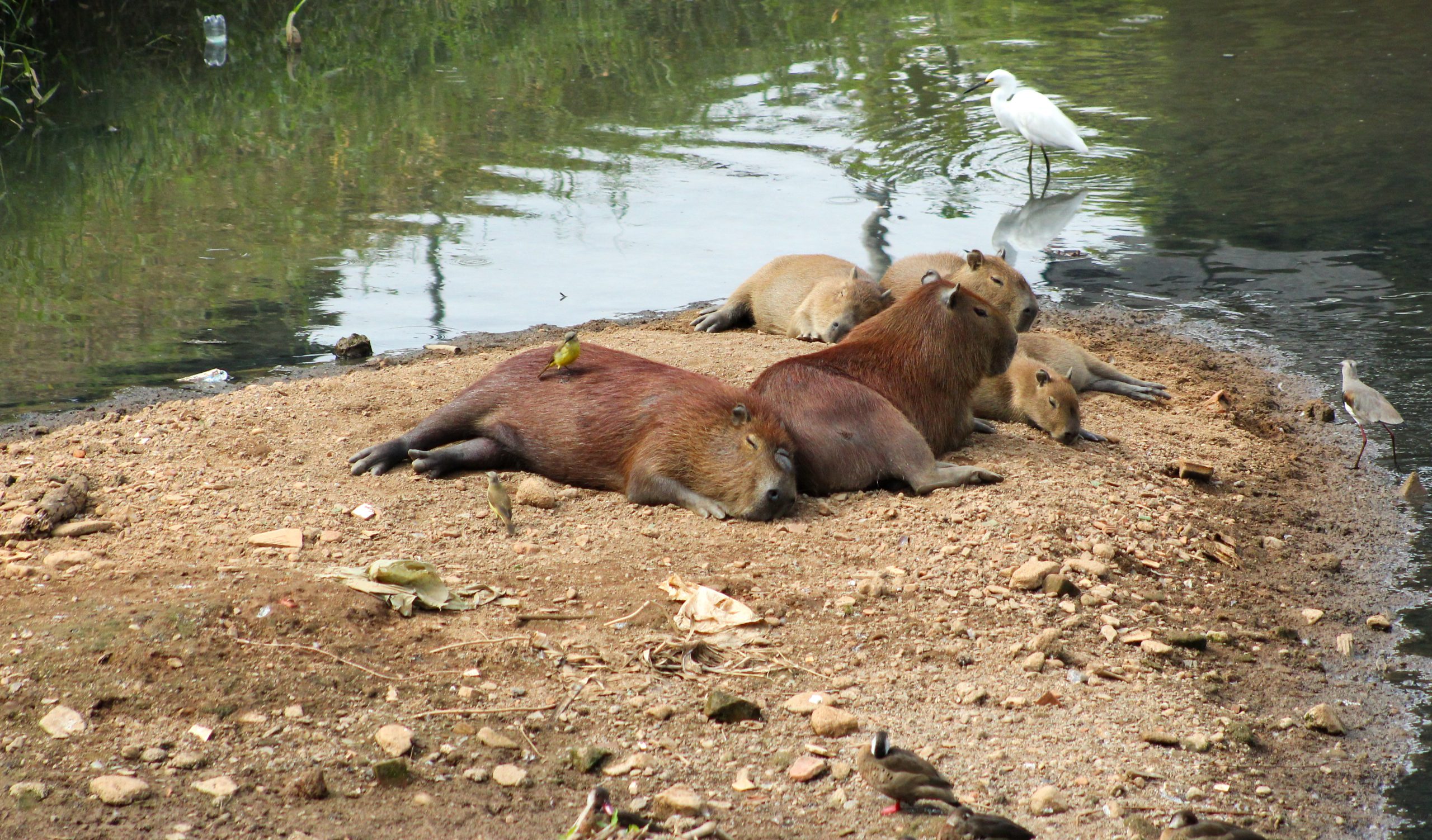 Filhote de capivara é achado carbonizado no Bairro Cerâmica, em Juiz de Fora