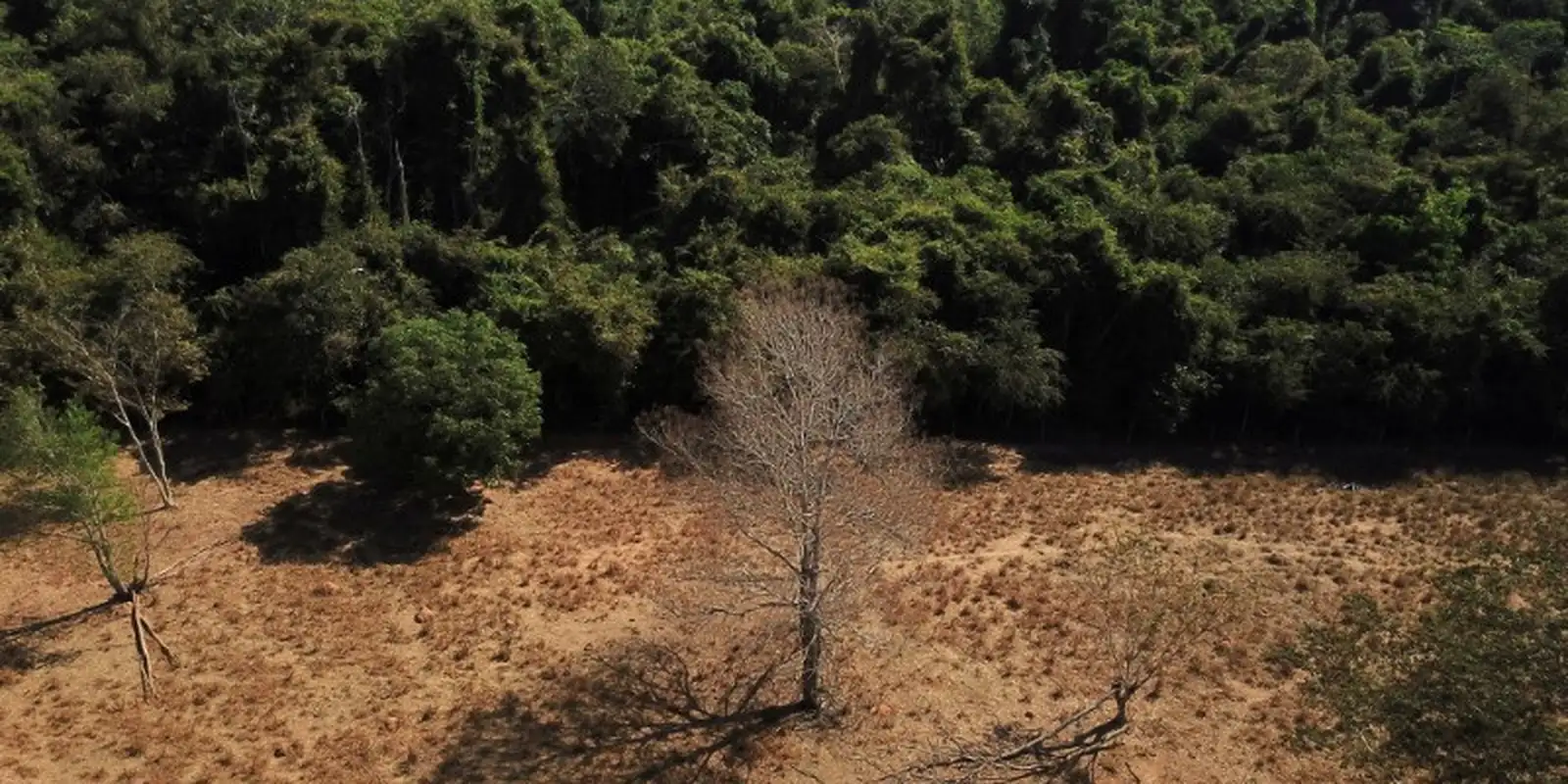 Depois da COP17, Brasil é cobrado a efetivar metas de restauração — Imagem: Agencia Brasil