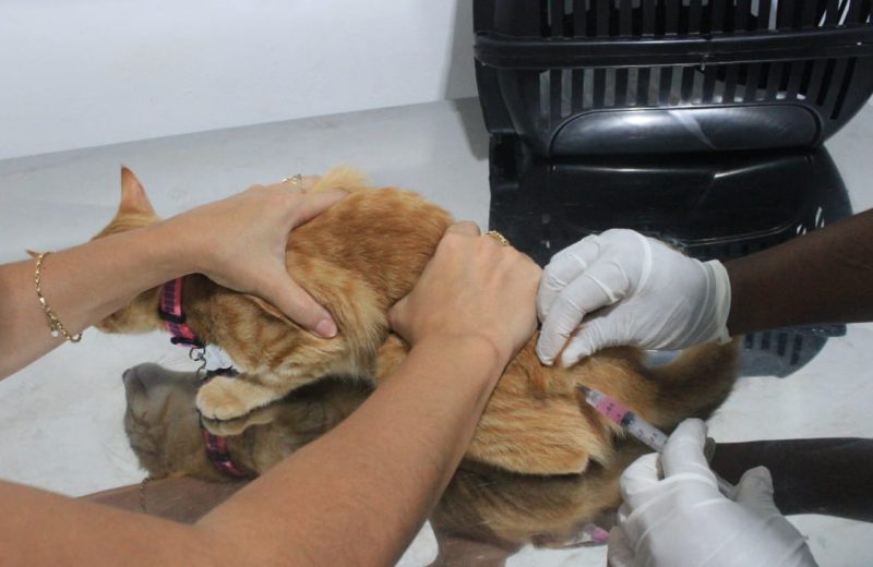 Vacinação antirrábica na zona rural de Juiz de Fora começa nesta quarta-feira