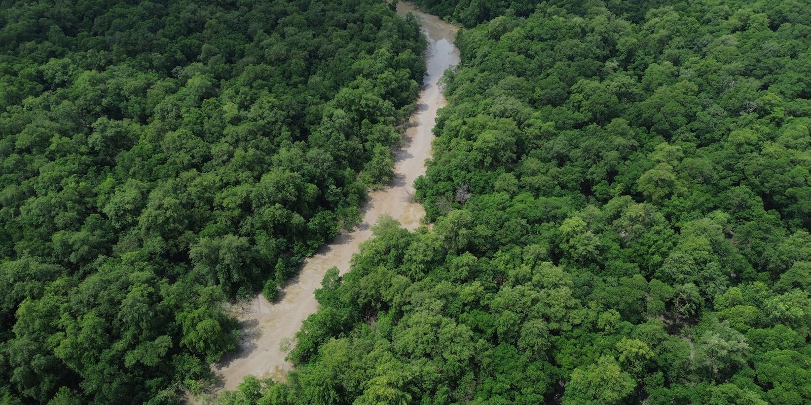No Dia da Amazônia, campanha pede que eleitor vote por floresta em pé — Imagem: Agencia Brasil