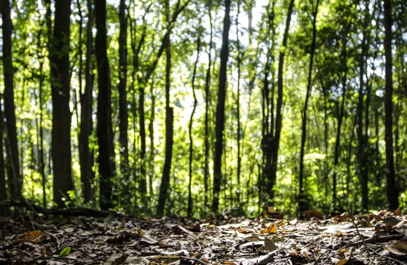 Produção florestal no país alcança recorde de R$ 47,9 bilhões em 2025
