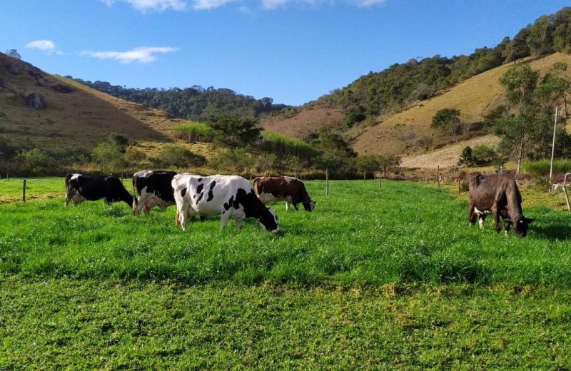 Emater-MG orienta pecuaristas com cartilha sobre construção de cercas elétricas para manejo do rebanho