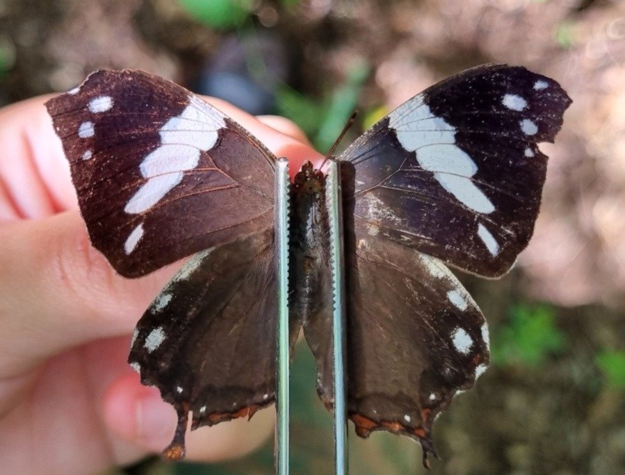 Estudos identificam diversidade de borboletas e mariposas no Norte do Espinhaço — Imagem: Agencia Minas