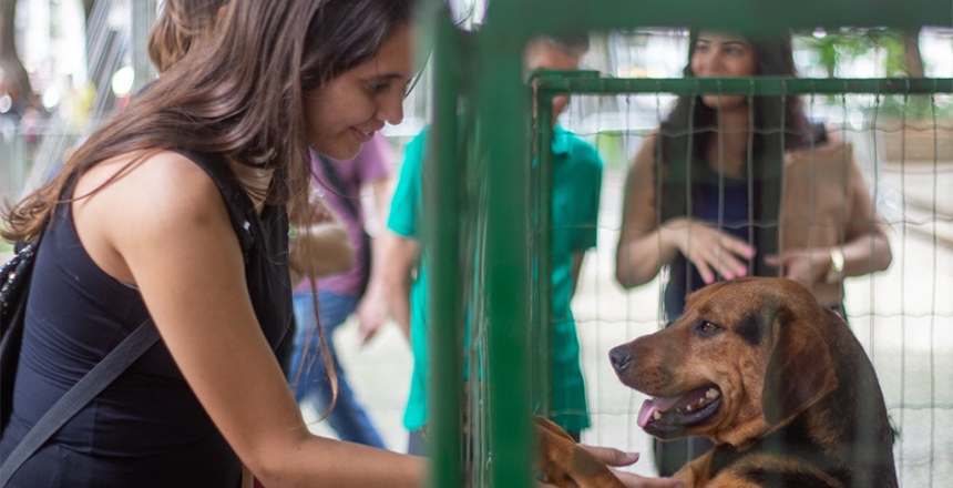 Sebeal amplia rede de apoio para proteção de animais em situações de emergência — Imagem: Prefeitura de Juiz de Fora