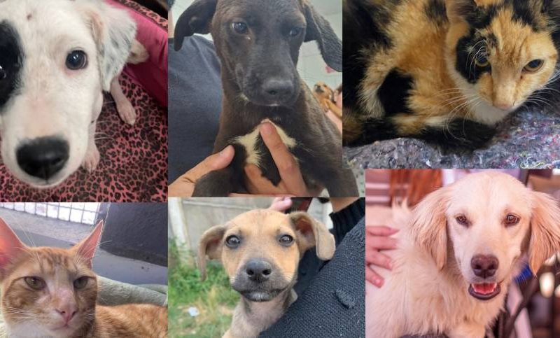 Sebeal lança campanha de Natal para arrecadar doações para animais do Canil Municipal