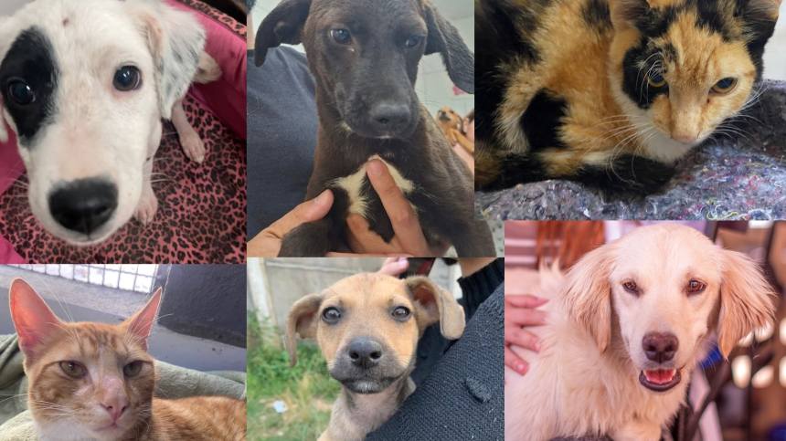 Sebeal lança campanha de Natal para arrecadar doações para animais do Canil Municipal — Imagem: Prefeitura de Juiz de Fora